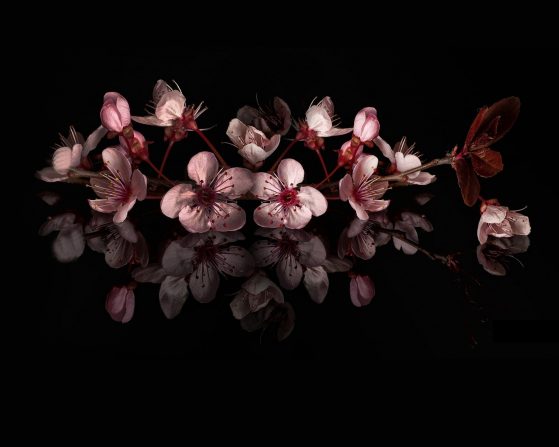 Behind the Cherry Blossom: Entspannende Lofi-EP mit japanischem Flair
